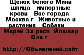 Щенок белого Мини шпица , импортные крови - Все города, Москва г. Животные и растения » Собаки   . Марий Эл респ.,Йошкар-Ола г.